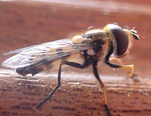 Réf. 338 019 : Didea fasciata